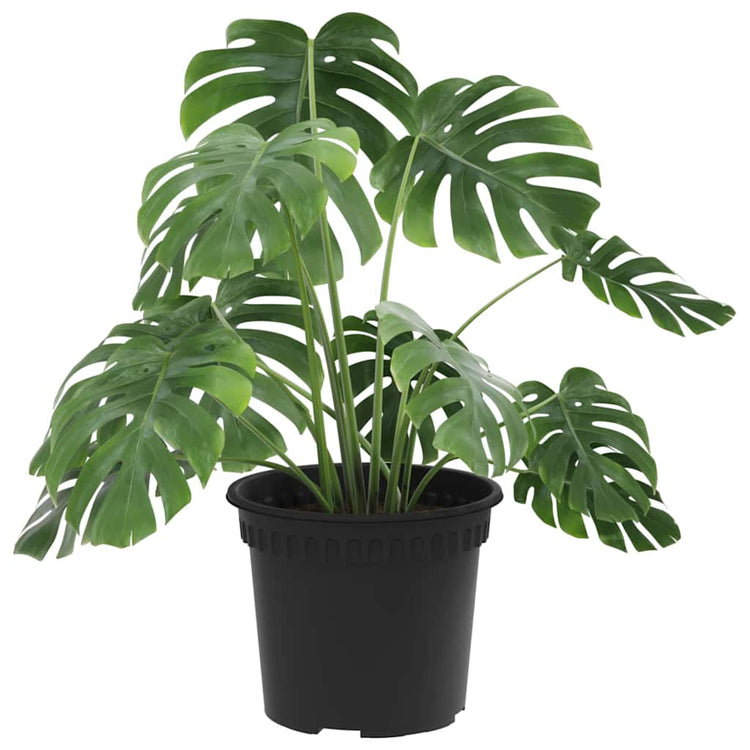 Vidaxl runder Blumentopf 6 Stück schwarz ø 12,5 x 10 cm Kunststoff