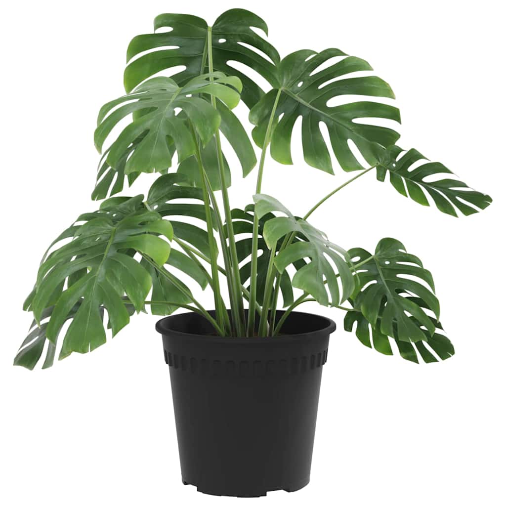 Vidaxl runder Blumentopf 6 Stück schwarz ø 17 x 14 cm Kunststoff