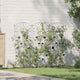 Vidaxl Gartenzaun 3 Stück grün 110,5 x 42,5 cm Stahl