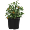Vidaxx Blumentopf 50 Stück schwarz ø 15 x 12,5 cm Kunststoff