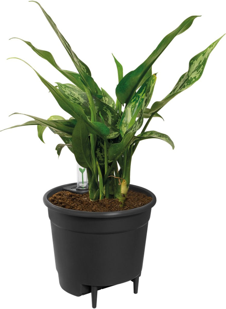 Elho Selbstbewässerungseinsatz 17 – Innentopf mit Wasserzähler – ø 17,0 x H 15,8 cm – Living Black