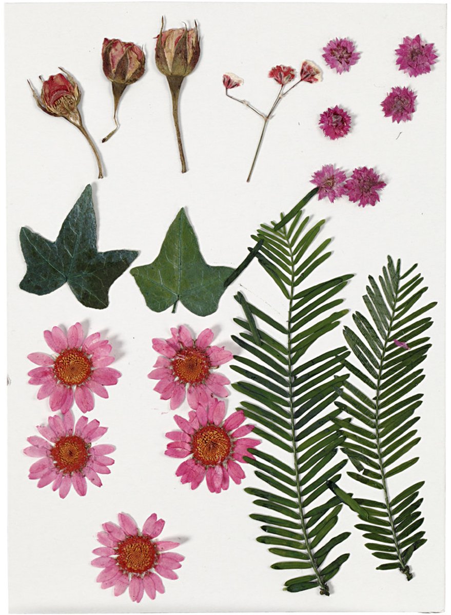 Getrocknete Blüten und Blätter hellrot, 19dlg.