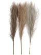 Creativ Company Pampasgras Beige Braun Gray, 3st.