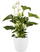 Elho Brussels Round Wheels 47 – großer Blumentopf für den Innenbereich – 100 % recycelter Kunststoff – ø 46,5 x H 43,5 cm – weiß