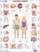 Larsen le corps humain – Puzzle – Corps humain – Anatomie – Puzzle éducatif pour enfants – 35 Teile – hergestellt in Norwegen – Teile mit einer Stärke von 2,5 mm – Plateau mit fester Platte