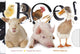 Look-and-Feel-Buch: boo! 1+
