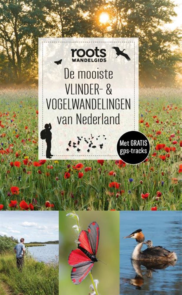 Der schönste Schmetterling der Niederlande (pb)