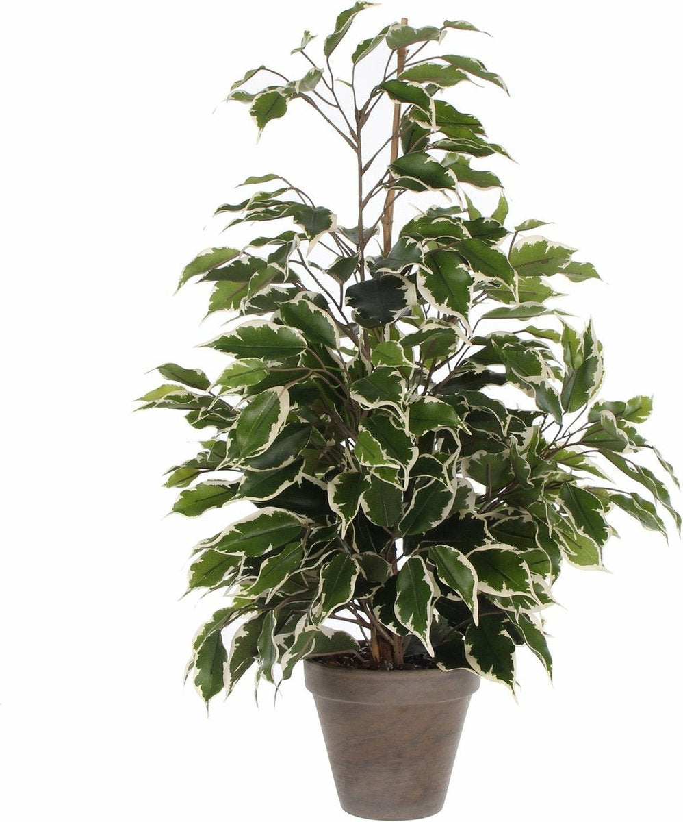 Glimmerdekorationen Kunstpflanze Ficus – grün weiß – 65 cm – für den Innenbereich – Kunstpflanzen, Kunstpflanzen, Zimmerpflanzen