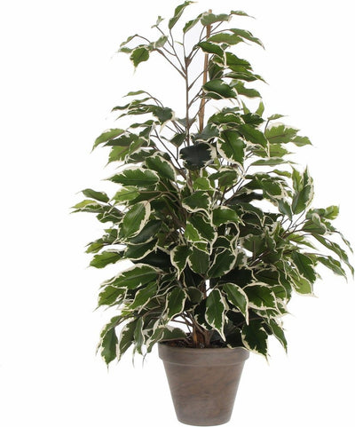 Glimmerdekorationen Kunstpflanze Ficus – grün weiß – 65 cm – für den Innenbereich – Kunstpflanzen, Kunstpflanzen, Zimmerpflanzen