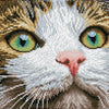 Diamond Dotz Green Eyed Beauty: 43x35 cm (dd6.029)