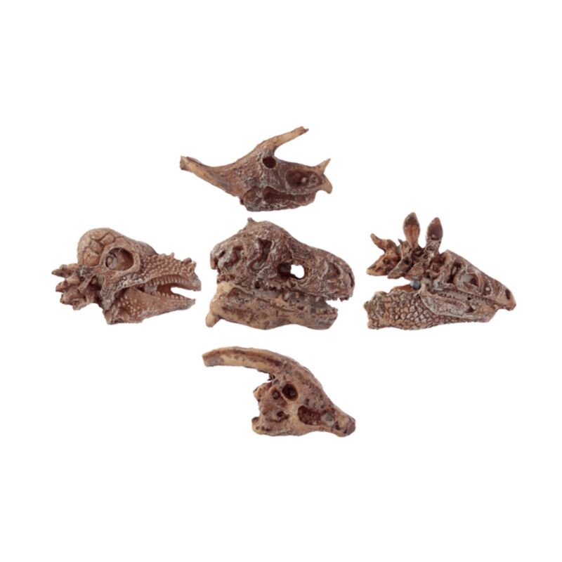 Rawr Dinosaurusus Schädel fossile Ausgrabungsset