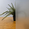 Kenro Anti Reflection Spray Matte für die schwarze Oberfläche