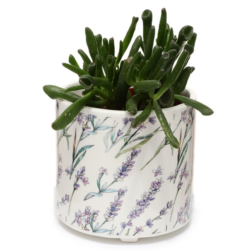 Auswahl des Haufen Lavendel Vellden stehender Blumenpot im Inneren - groß