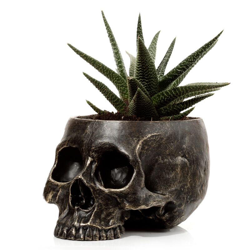 Schädelblumenpot im Inneren
