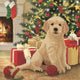 Diamantmalerei Weihnachtskarte Welpe APOS;