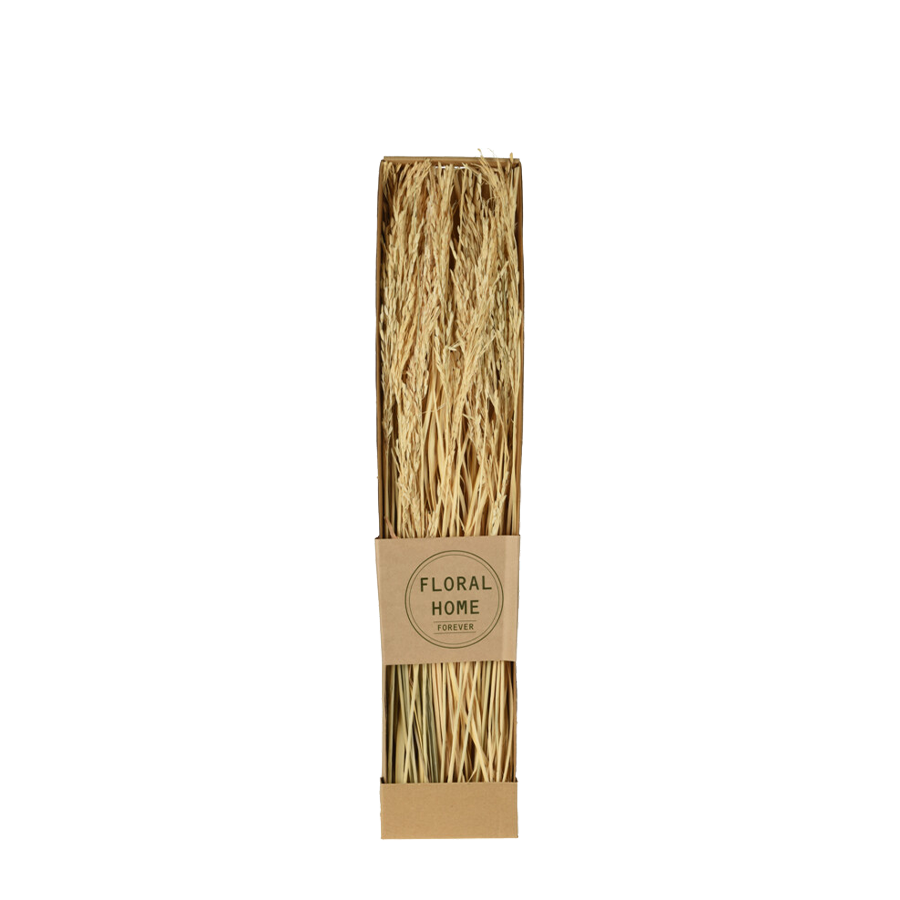 Trockenblumen Lagurus 60cm Bund
