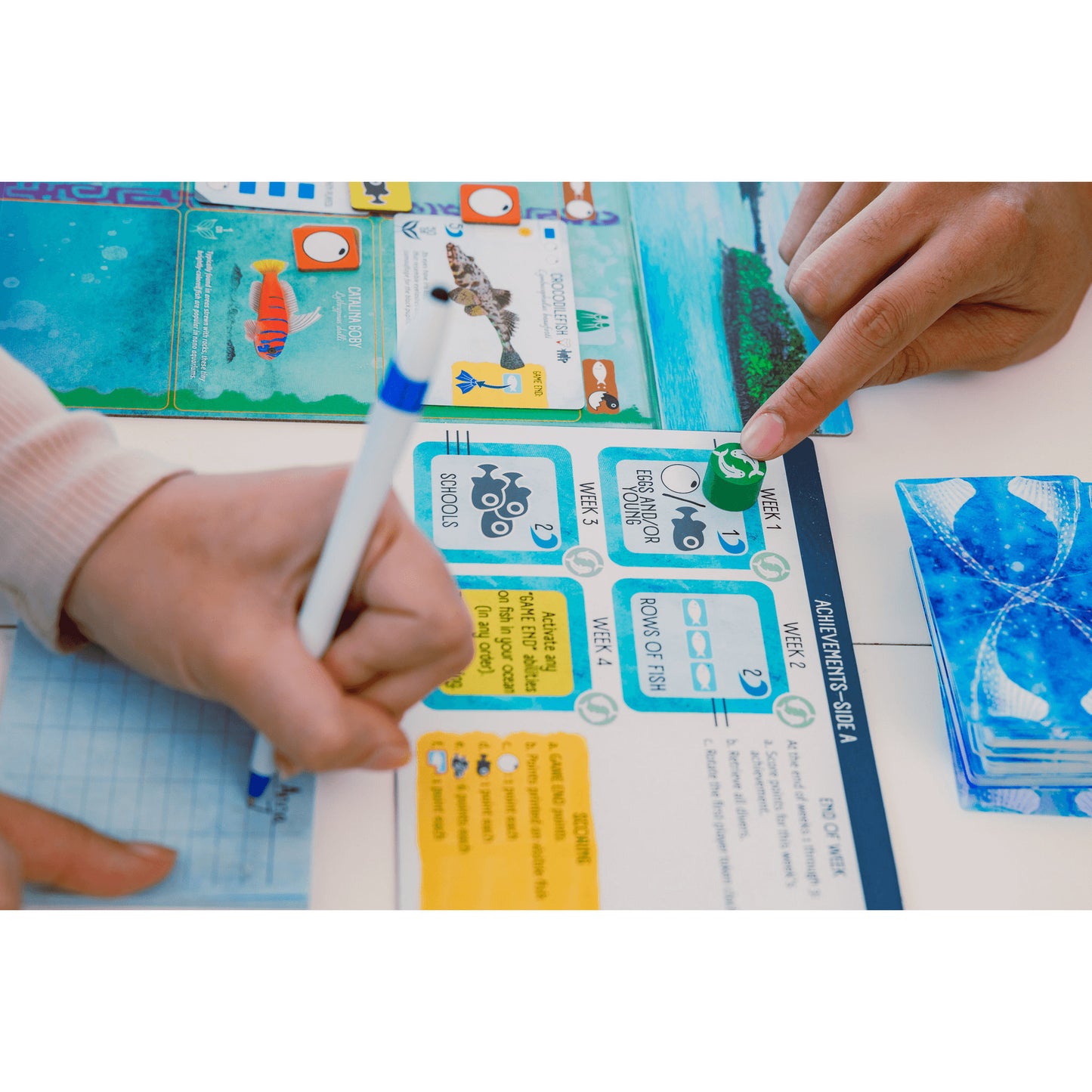 999Gaames 999 Games Finspan Bordspel