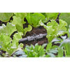 Gardena Micro-Drip-System T-Stück für Düsen