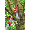 Wolf-Garten-Multi-Sterne-Baumschaar-Vario RC-VM