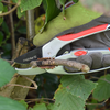 Connex-Gartenschere mit Hebel 205 Alu 12 - Flor70361