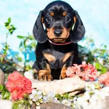 TOI-TOYS Diamond Painting eines Hundes