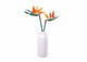 Sluban strelitzia reginae aiton (m38-b1101-01)
