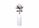 Sluban-Riesenprotea (m38-b1101-03)