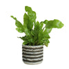 Blumentopfserie Raf grau 8,5 cm | 24 Stück