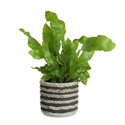 Blumentopfserie Raf grau 7,5 cm | 24 Stück