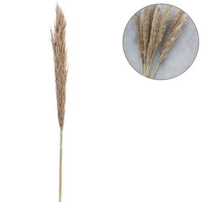 Trockenzweig Pampas natur 135 cm | 20 Stück