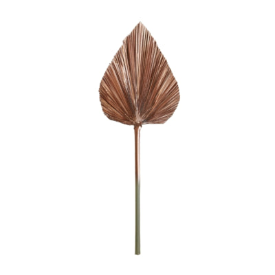 Licht lebende Licht- und lebende Blattplantae kupferfarben 57 cm | 12 Stück