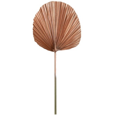 Licht lebende Licht- und lebende Blattplantae kupferfarben 87 cm | 12 Stück