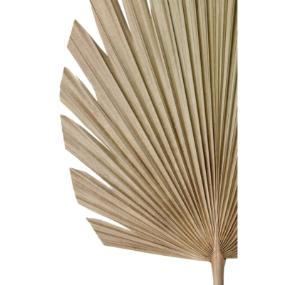 Lichtlebendes Licht und lebendes Blatt Plantae natur 103 cm | 12 Stück