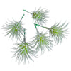 Kunstpflanze Tillandsia grün 7,5 cm 5er Set | 24 Stück