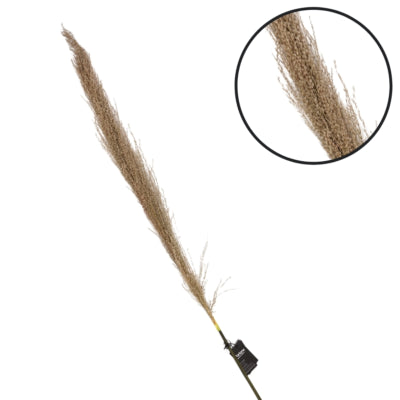 Parlane Pampasgras natur 120 cm | 18 Stück