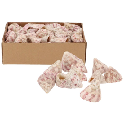 Daan Bugholz Deko Muscheln Seepocken 380 gr | 8 Stück
