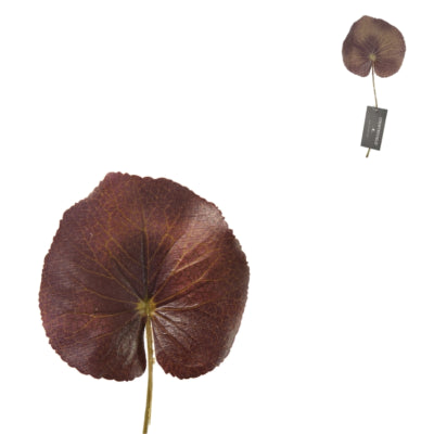 Countryfield Kunstblatt Eichelhäher 22 cm | 120 Stück