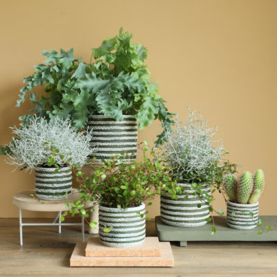 Blumentopfserie Raf grün 7,5 cm | 24 Stück