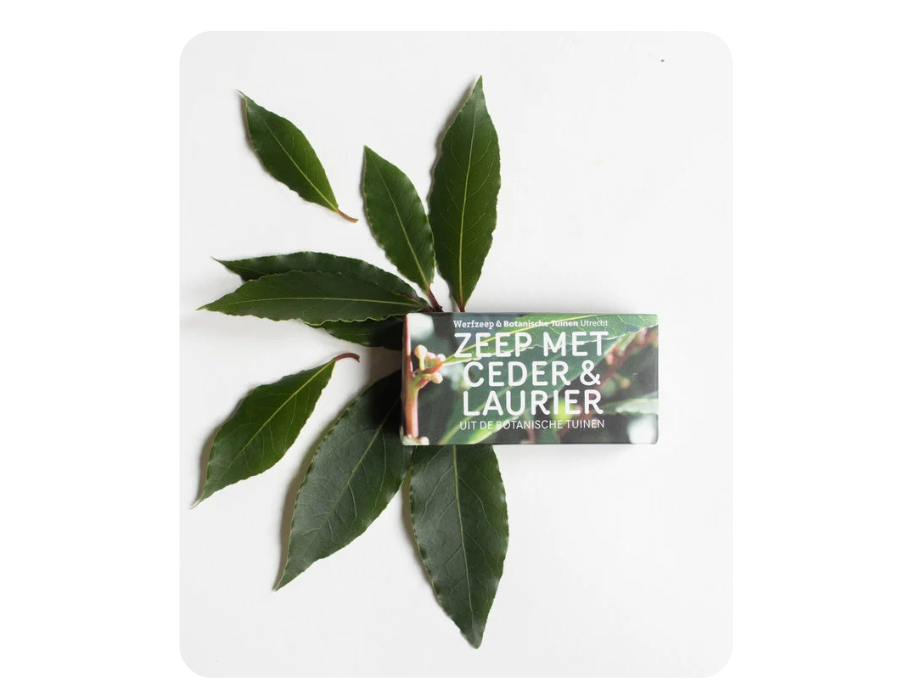 Werfzee Werf Seifenbotanische Gärten Cedar Laurel