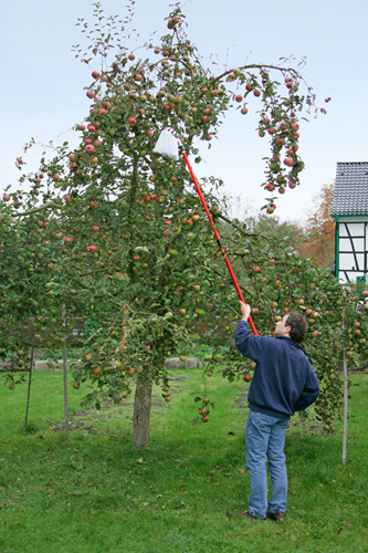 Meister Obstpflücker mit Teleskop. Stiel - wu9890020