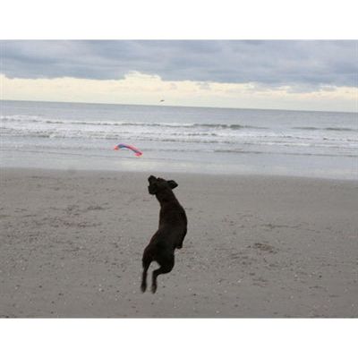 Chuckit Flying Eichhörnchen