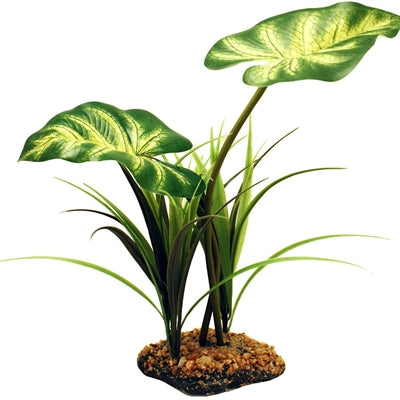 Komodo Broadleaf Banach