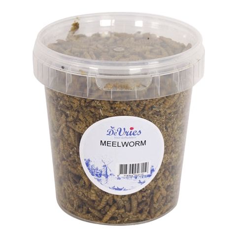 De vries meelworm Black Soldier Fliege