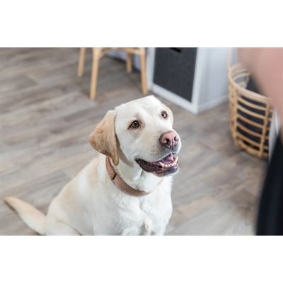 Trixie Kragen Hund Boho extra breit mit Fensterkaramell